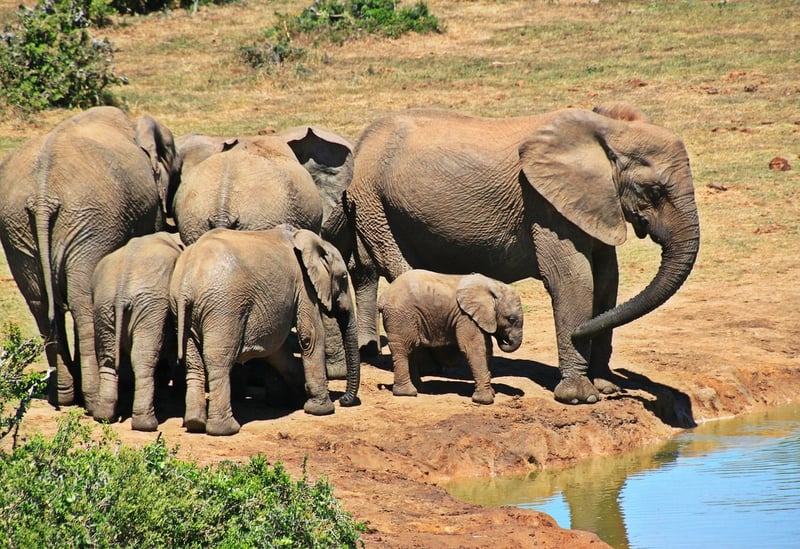 Safari in Kenya